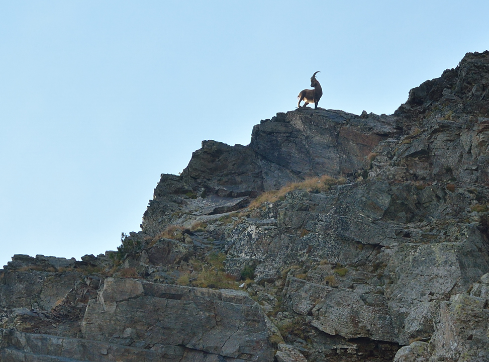 CroixBelledonne-110924-17-DSC_0159.jpg - Dans la descente de la Balmette il y a quelques chamois (trop loin pour la photo) et ce bouquetin en dussus de moi