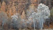 DSC_0614-11-11-13-71-Nevache