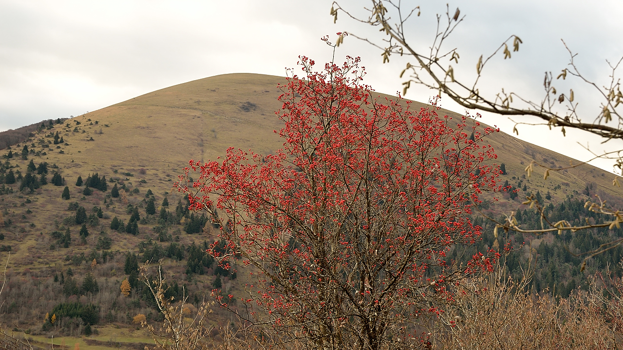 DSC_0620-111120-01-Beaumont.jpg - quelques restes de couleur d'automne --- mais un temps un peu tristounnet
