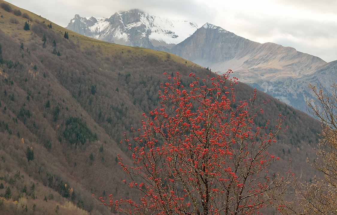 DSC_0625-111120-06-Beaumont.jpg - quelques restes de couleur d'automne --- mais un temps un peu tristounnet