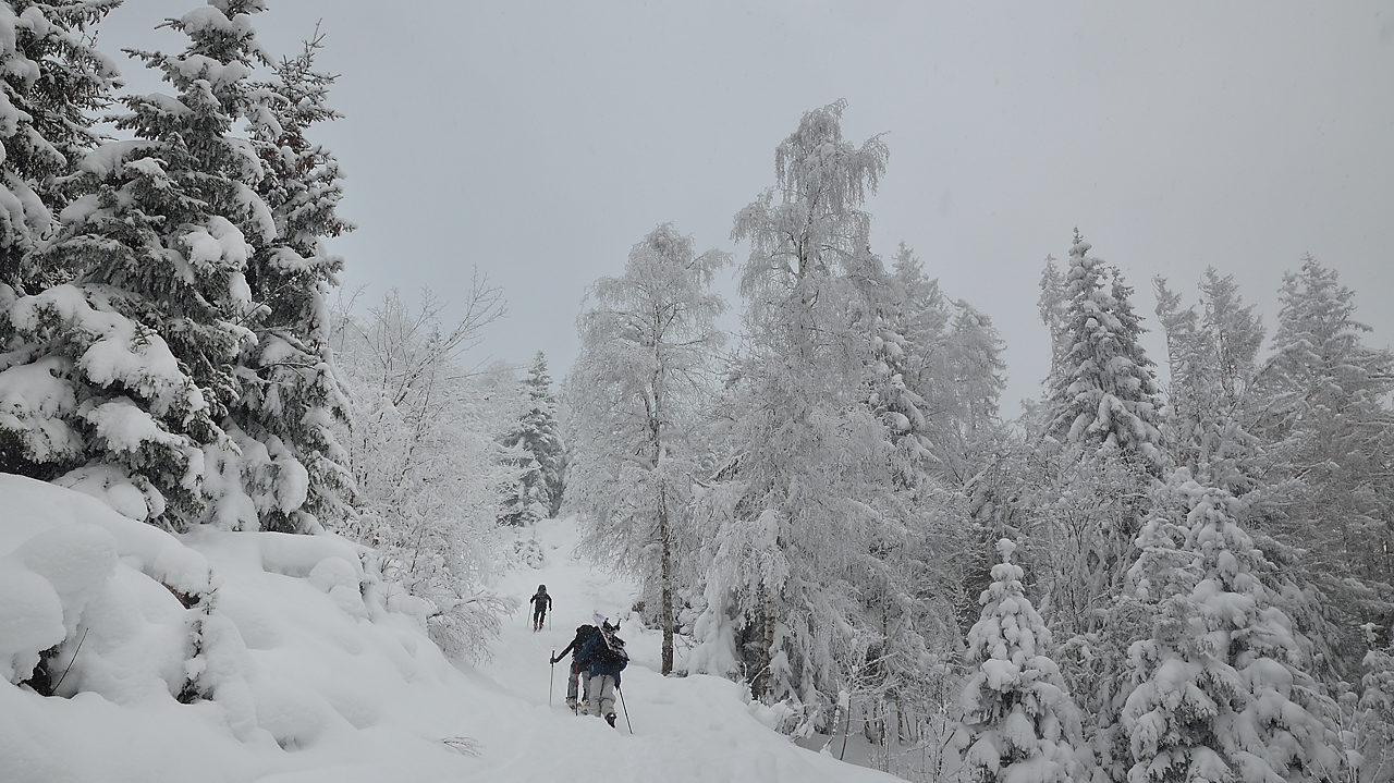 DSC_1136.jpg - Départ sur la route forestière dans le brouillard et les flocons de neige