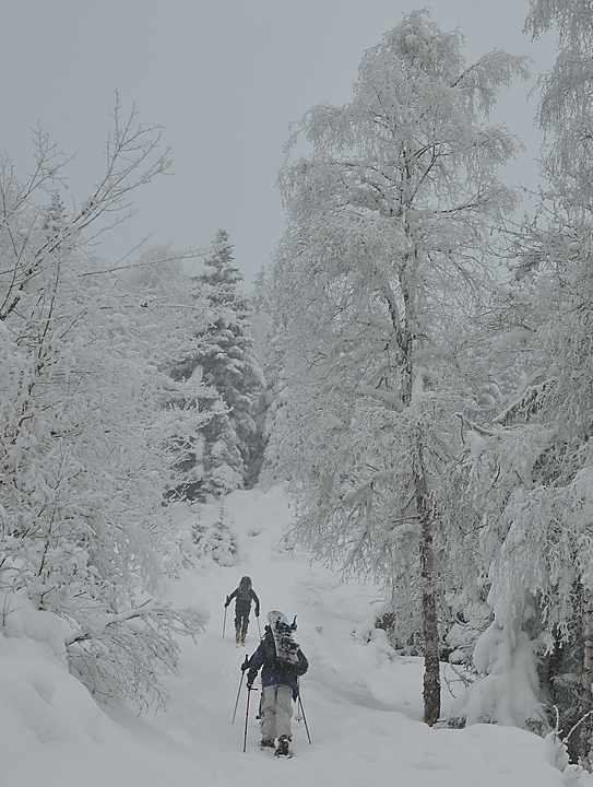 DSC_1137.jpg - Départ sur la route forestière dans le brouillard et les flocons de neige