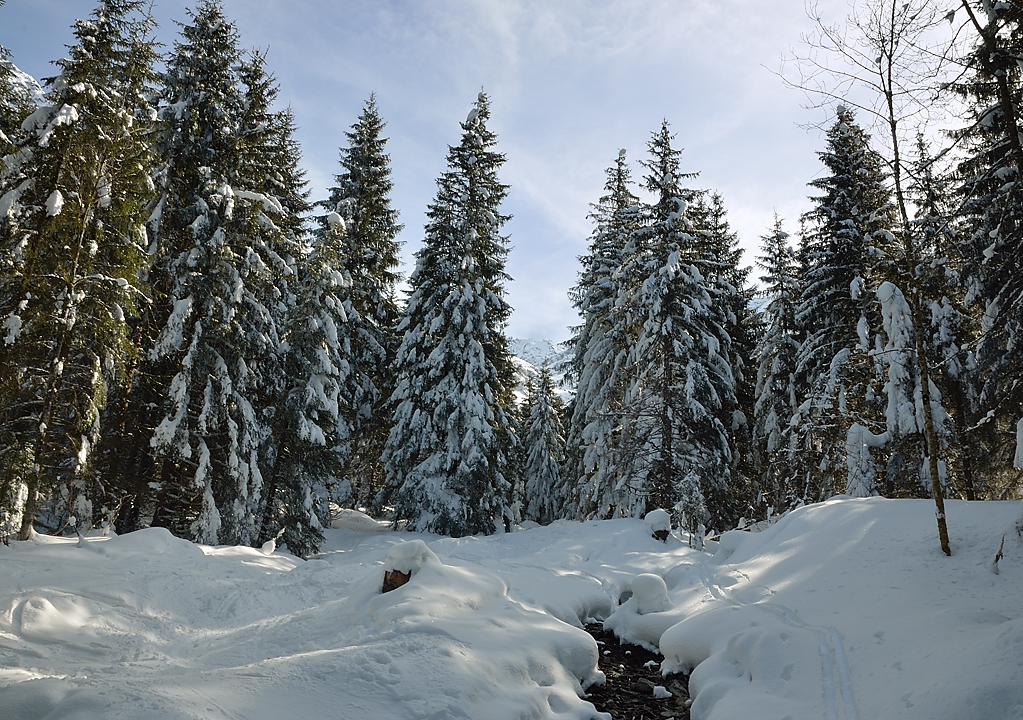 12-02-18_30-DSC_1222Gleyzin.jpg - Tout en bas, la forêt reçoit quelques rayons de soleil mais la neige y est toujours