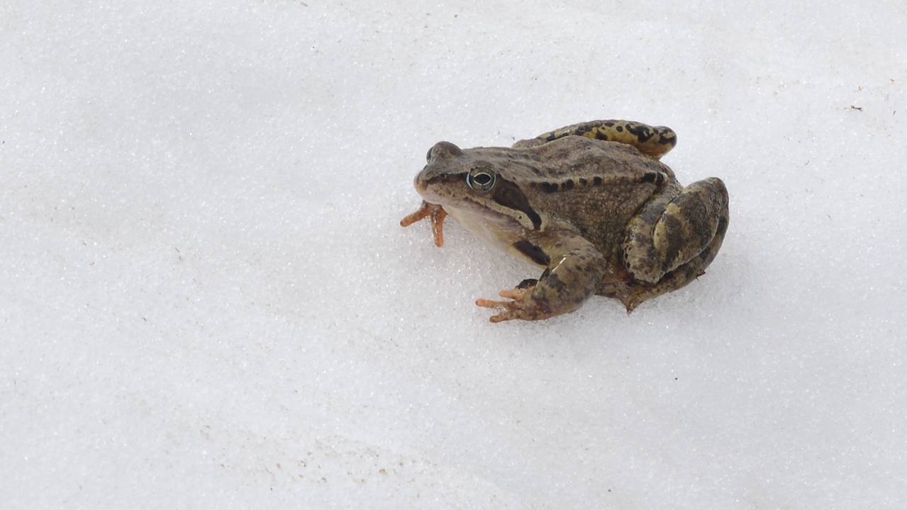 DSC_1972-120526-026-Ruitor.jpg - Non loin du refuge, les grenouilles sont deja reveillees : elle ne se sent quand-meme pas tout a fait a l'aise