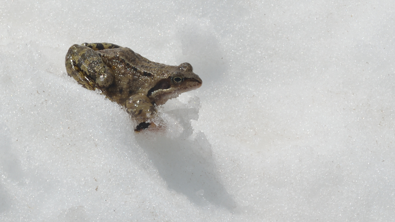 DSC_1974-120526-028-Ruitor.jpg - Non loin du refuge, les grenouilles sont deja reveillees : elle ne se sent quand-meme pas tout a fait a l'aise