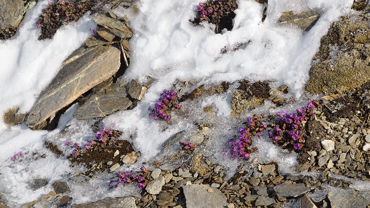 DSC_2053-120528-105-GrosCaval.jpg - Quelques saxifrage au dessus du col ou nous laissons les skis