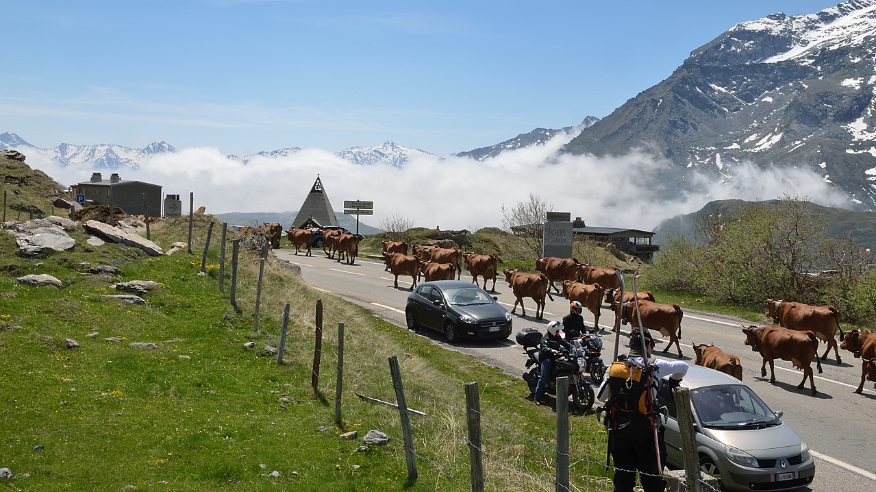 PointeLamet-120602-035-DSC_2104.jpg - arrivee d'un troupeau de vaches aux alpages (on voit la crasse du cote italien)