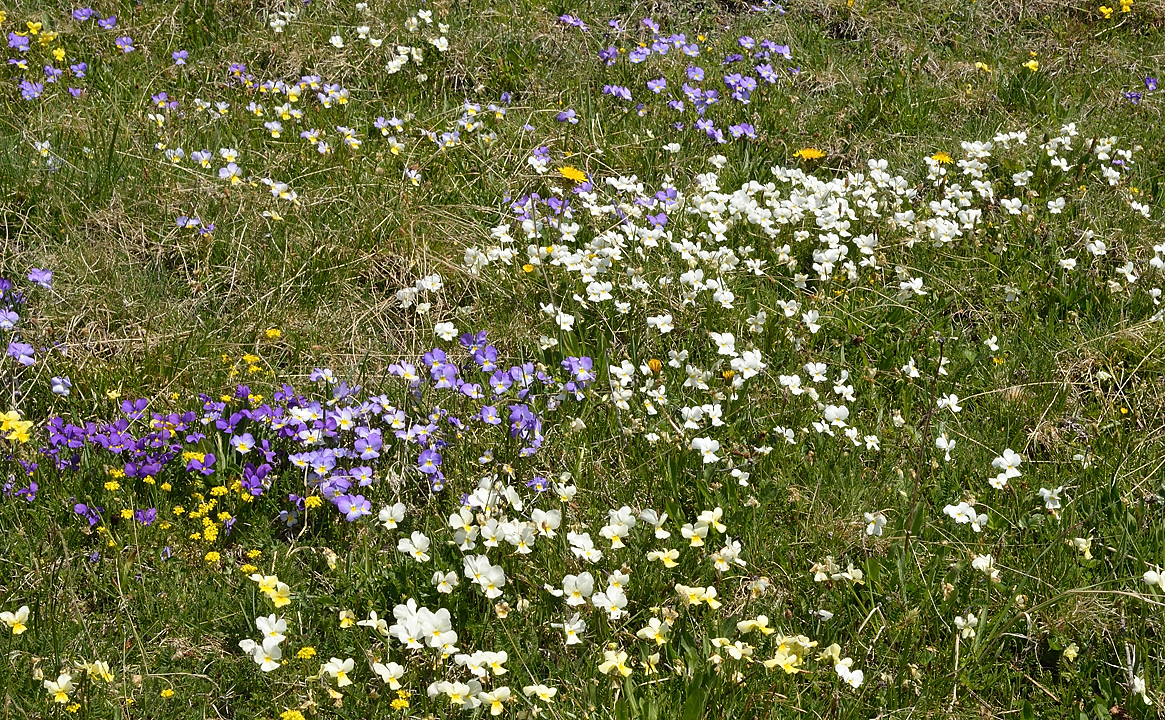 PointeLamet-120602-043-DSC_2112.jpg - les pres au-dessus de la route sont couverts de pensees de toutes les couleurs