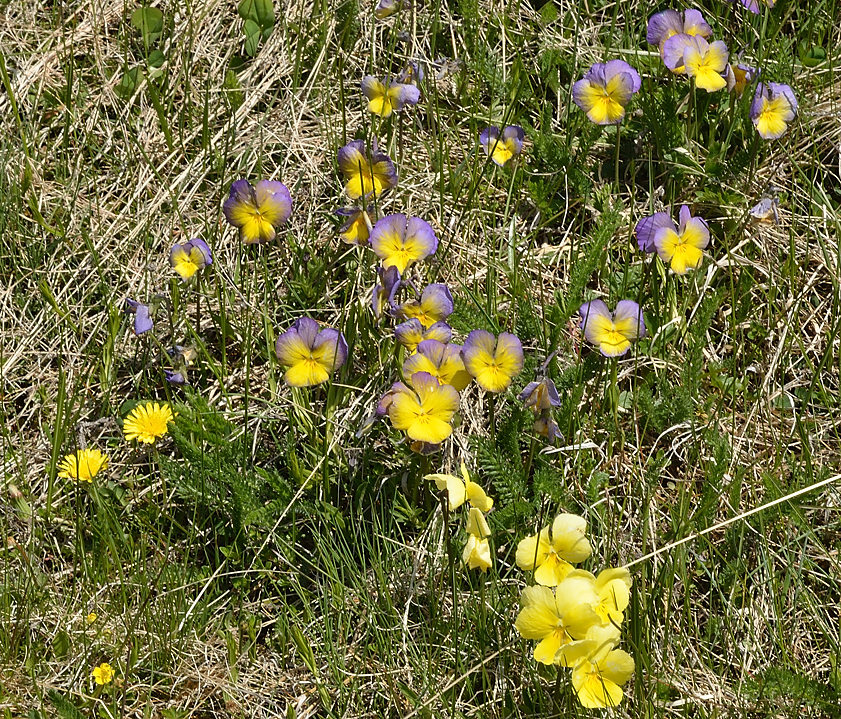 PointeLamet-120602-048-DSC_2117.jpg - les pres au-dessus de la route sont couverts de pensees de toutes les couleurs