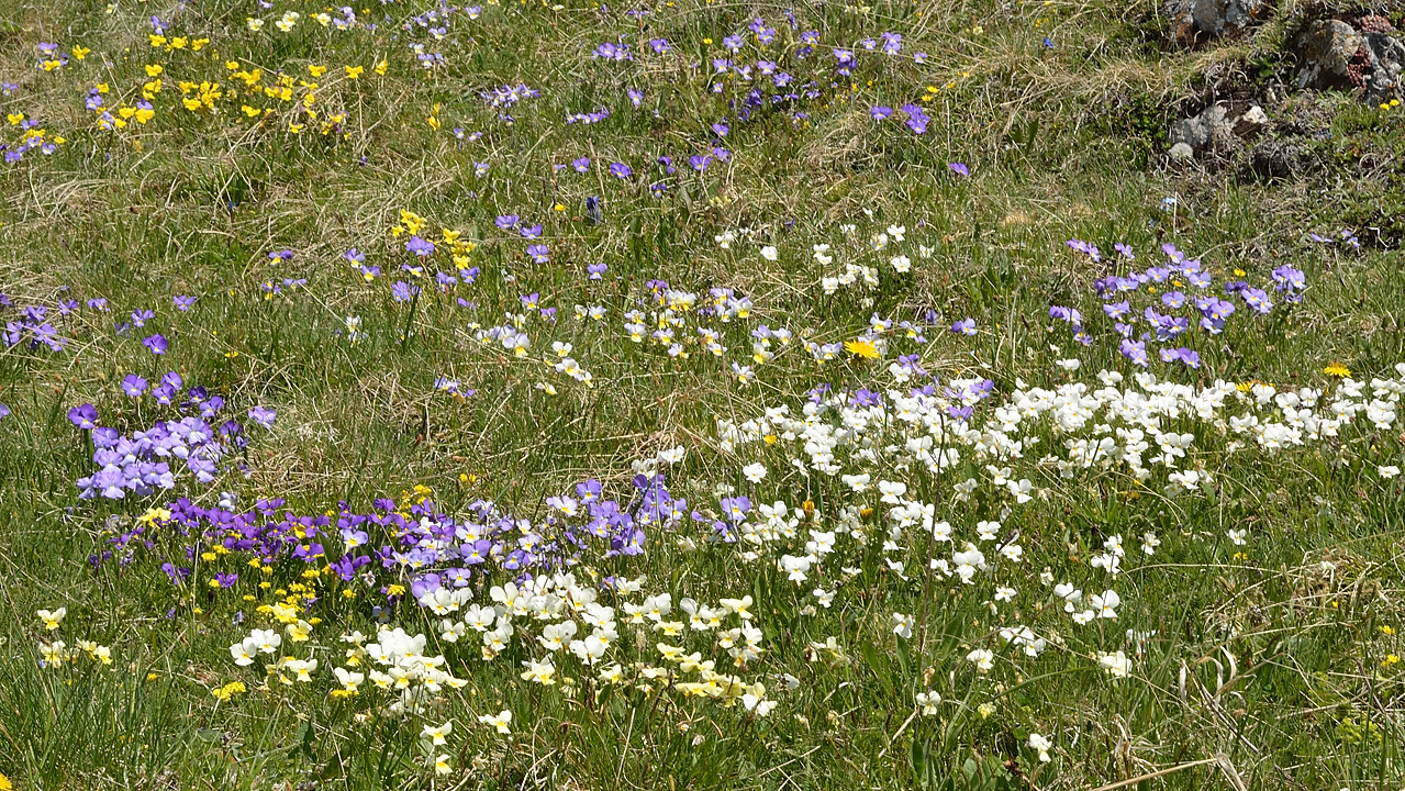 PointeLamet-120602-049-DSC_2118.jpg - les pres au-dessus de la route sont couverts de pensees de toutes les couleurs