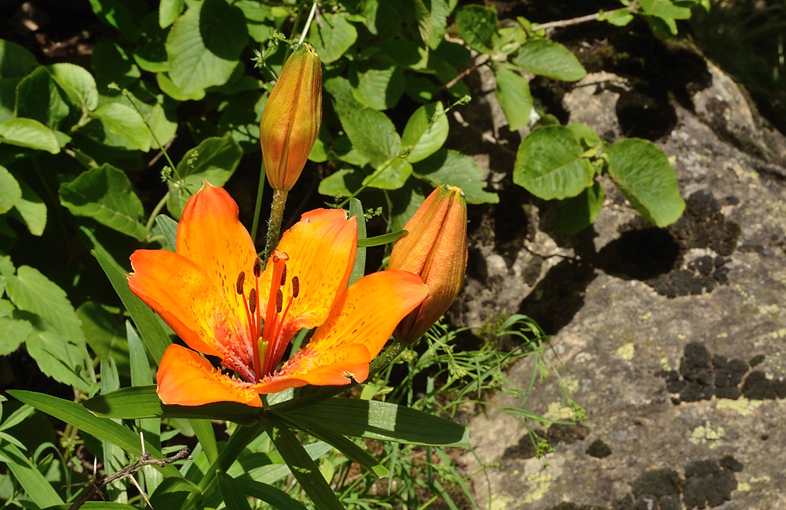 BerardeLavey-120616-017.jpg - magnifique lys orangé juste apres le départ du parking de Champhorant