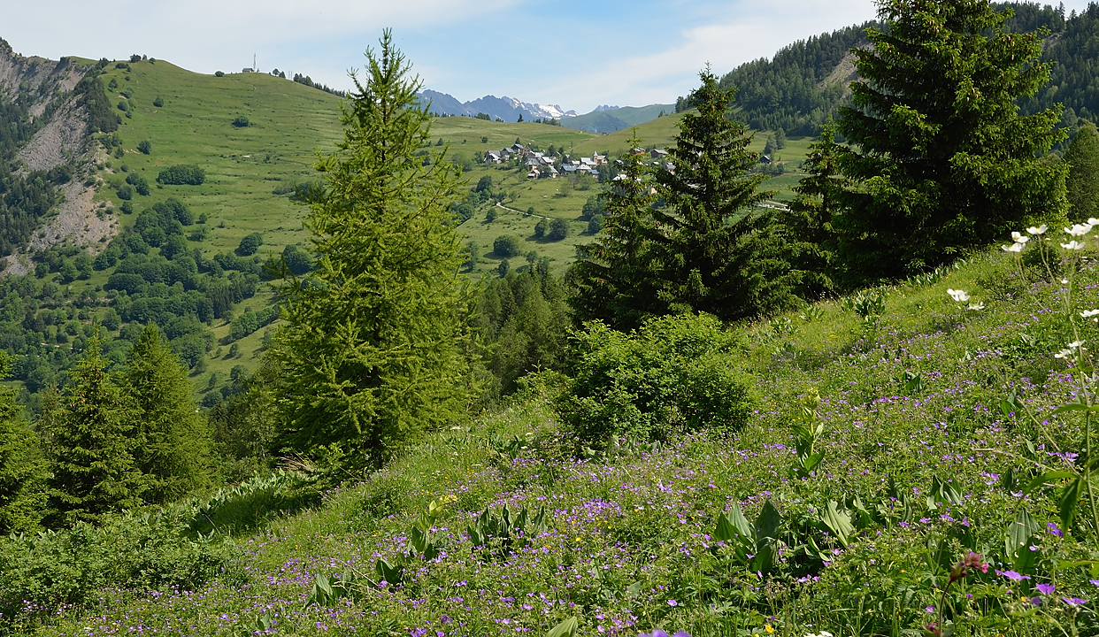 VillardReymond-2012-06-24_029-.jpg - Pres fleuris avec Villard-Reymond au fond