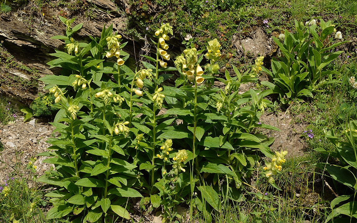 VillardReymond-2012-06-24_030-.jpg - Digitales