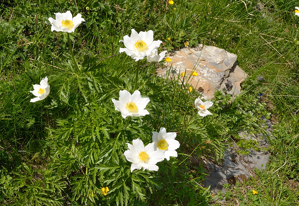 VillardReymond-2012-06-24_037-.jpg - Pulsatilles des Alpes 