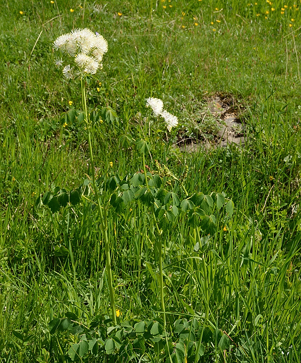 VillardReymond-2012-06-24_085-.jpg - Pigamon a feuilles d'Ancolie (renoncule)