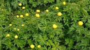 VillardReymond-2012-06-24_075-