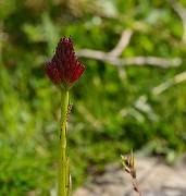 VillardReymond-2012-06-24_082-