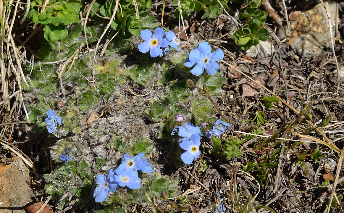 PointeConfolens-2012-06-23_014-.jpg - De retour au lac du Vallon : Myosotis des Alpes