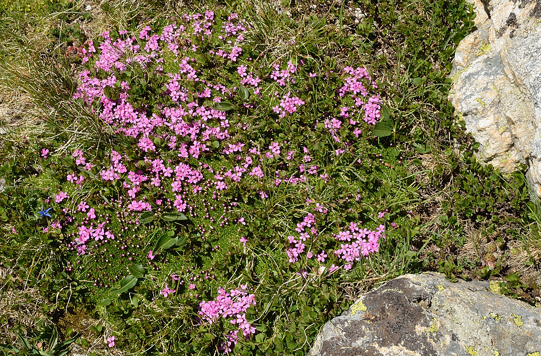 PointeConfolens-2012-06-23_018-.jpg - De retour au lac du Vallon : Silene acaule