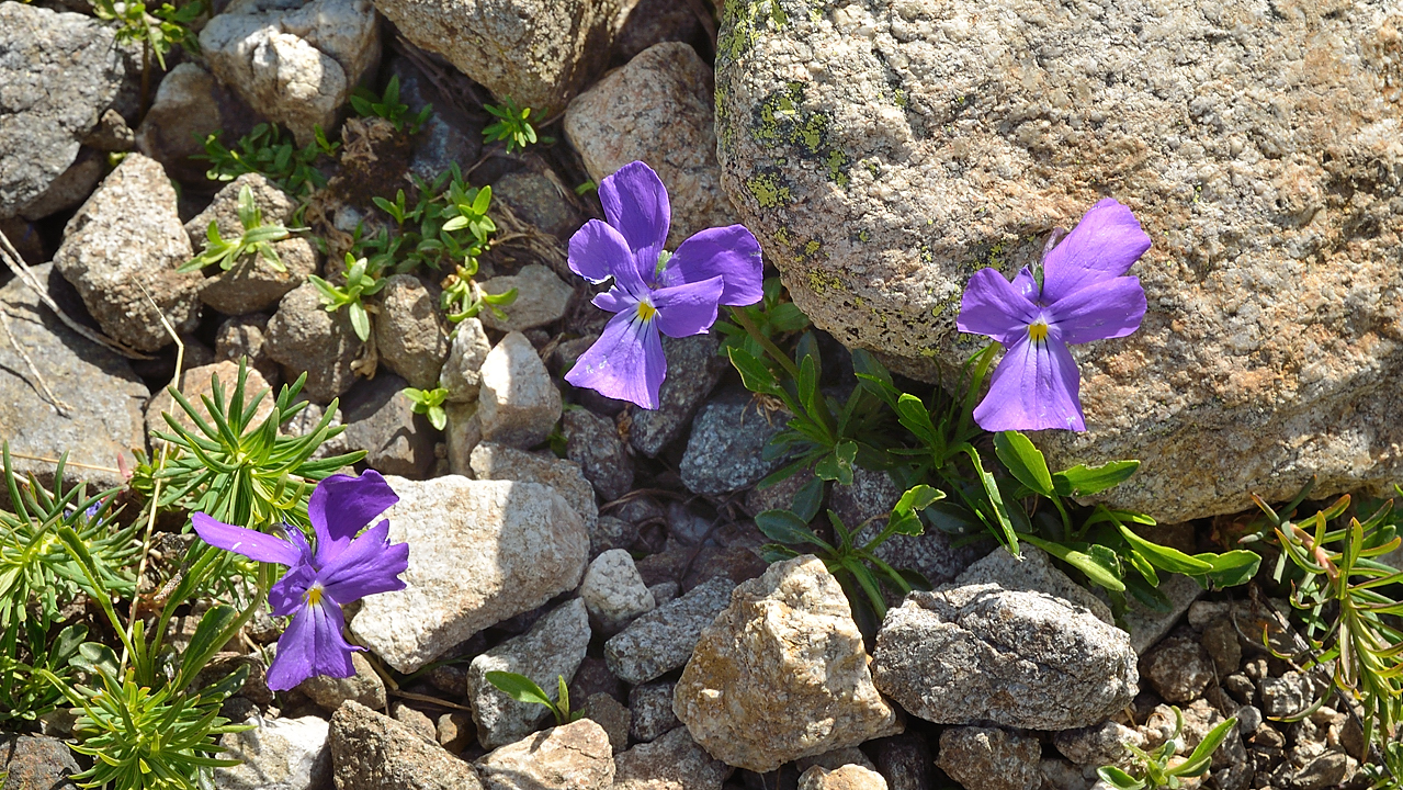 PointeConfolens-2012-06-23_023-.jpg - Pensees des Alpes