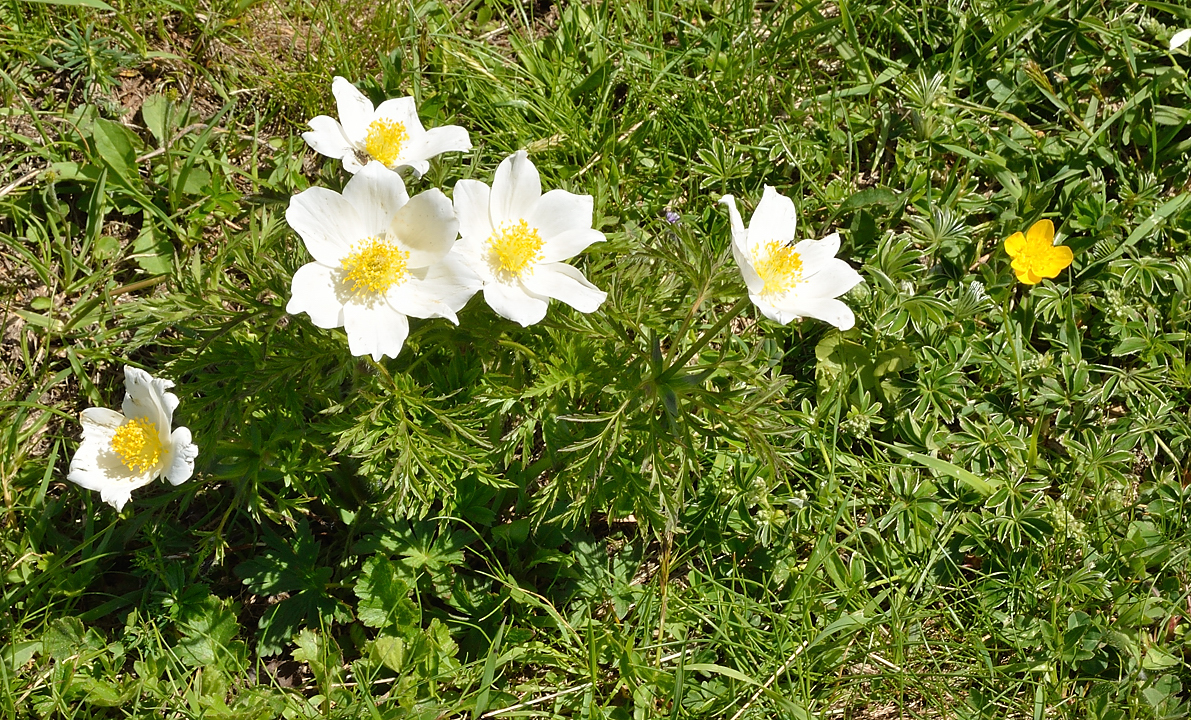PointeConfolens-2012-06-23_027-.jpg - Pulsatilles des Alpes