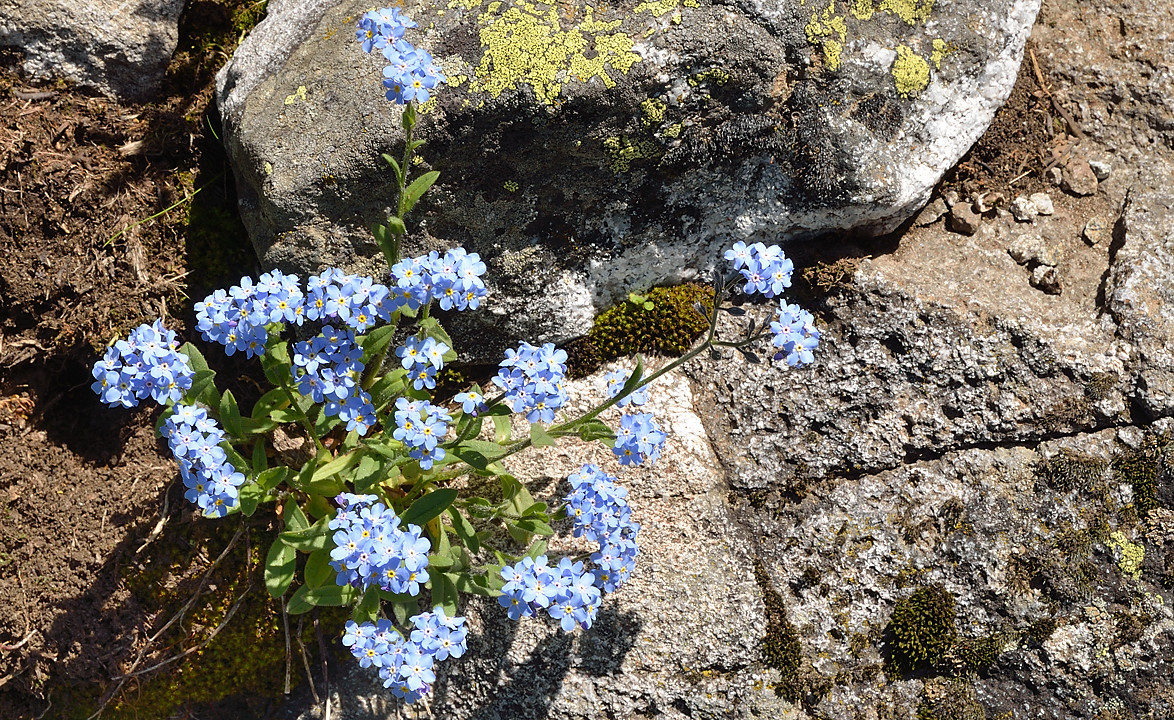 PointeConfolens-2012-06-23_033-.jpg - Myosotis