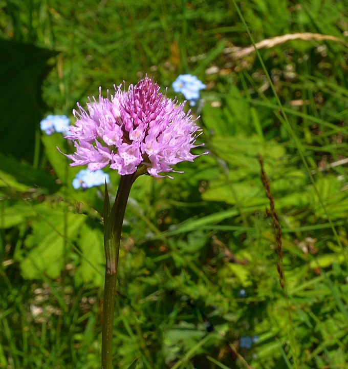 PointeConfolens-2012-06-23_036-.jpg - Orchis globuleux (probablement)