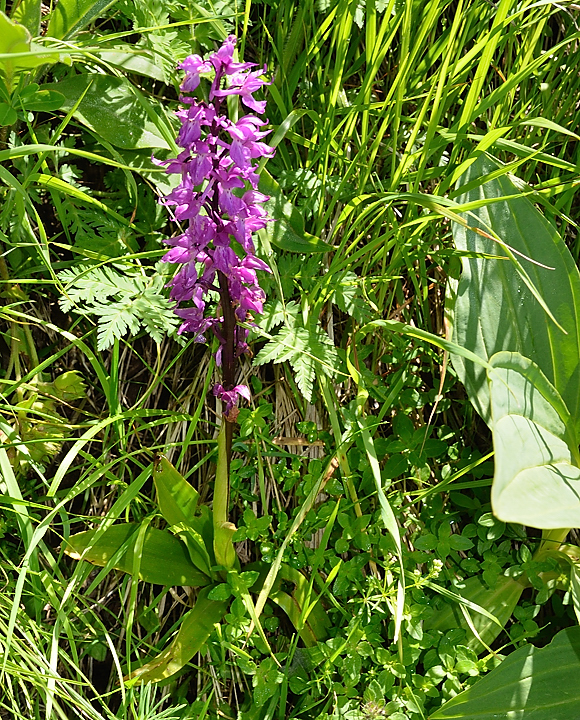 PointeConfolens-2012-06-23_044-.jpg - Orchis Male (variante avec des feuilles sans taches --- il n'y a que cela qui colle)
