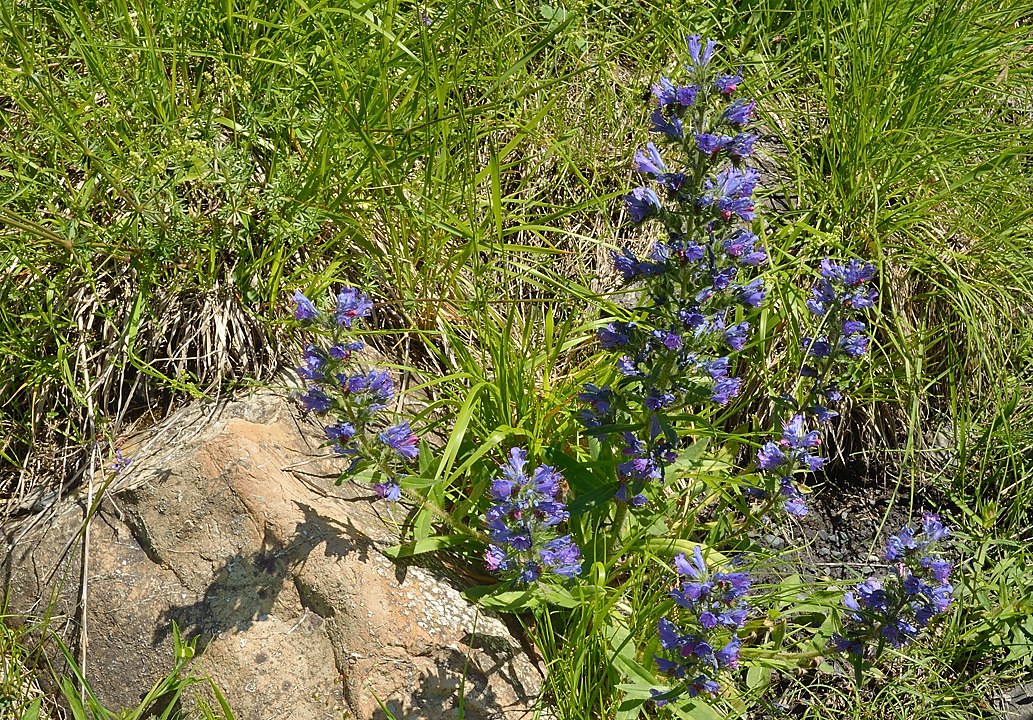 PointeConfolens-2012-06-23_047-.jpg - Viperines
