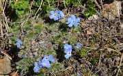 PointeConfolens-2012-06-23_014-