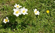 PointeConfolens-2012-06-23_027-