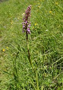 PointeConfolens-2012-06-23_041-