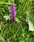 PointeConfolens-2012-06-23_044-