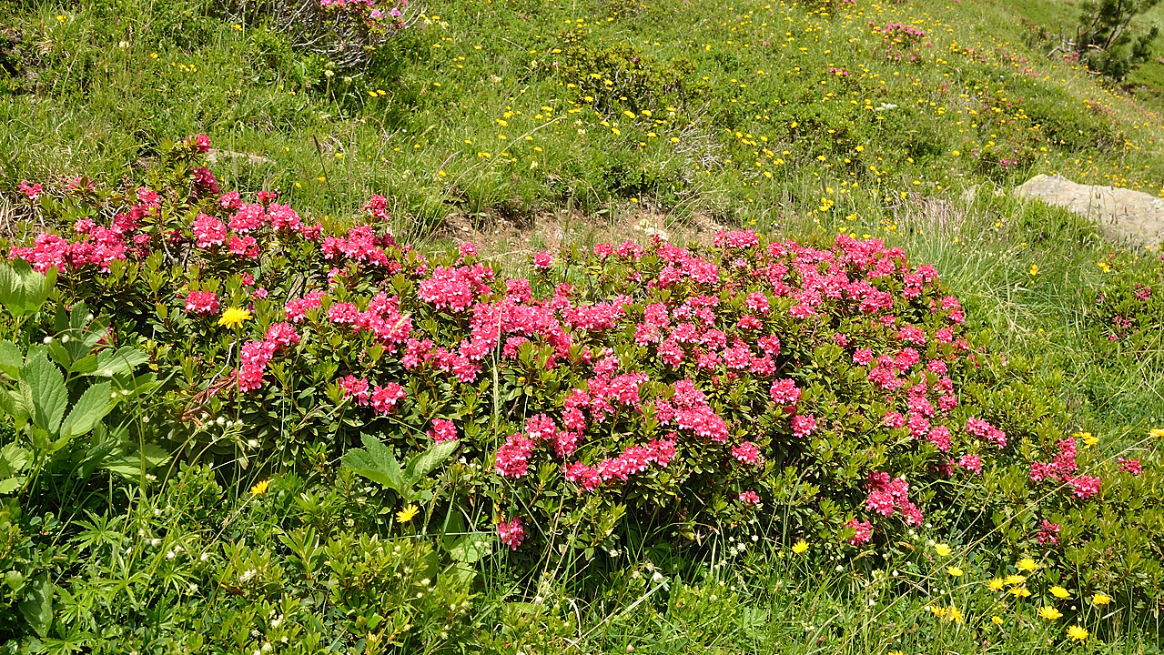 AiguilleArgentie-2012-06-30-036.jpg - On finit la descente dans les rhododendrons en fleurs