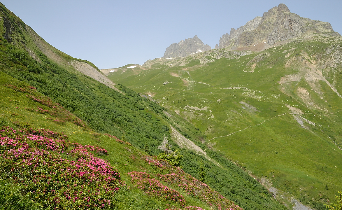 AiguilleArgentie-2012-06-30-039.jpg - On finit la descente dans les rhododendrons en fleurs -- Au fond la montee vers le Col de Combe par laquelle nous avons commence la journee