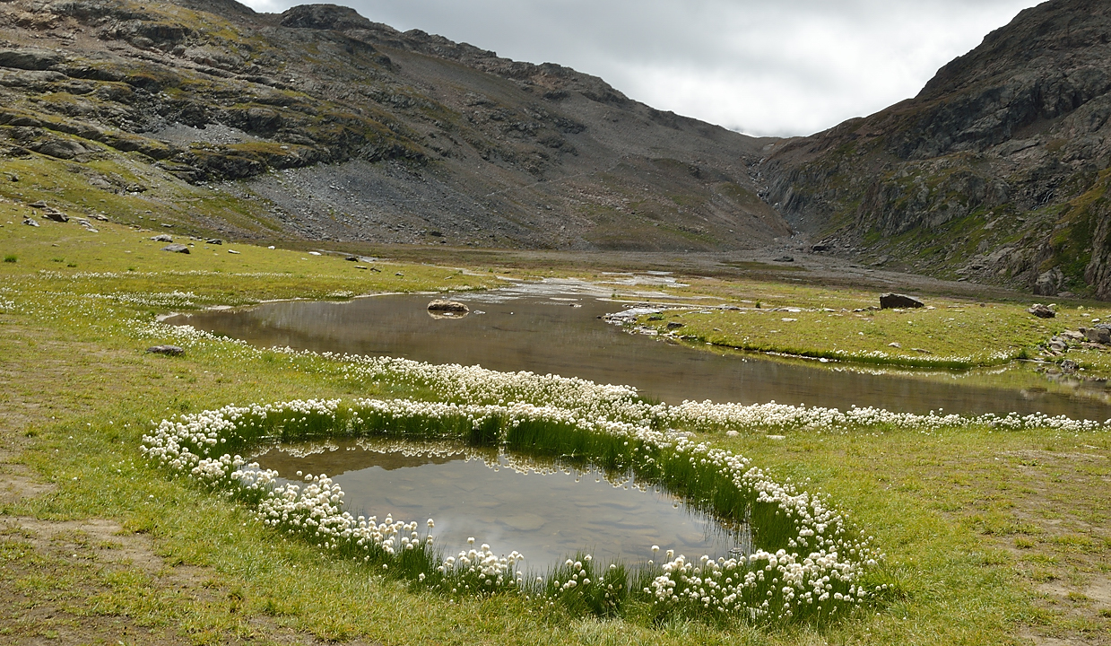 Etendard-120826-012.jpg - Des linaigrettes (Eriophorum) qui cerclent les flacs d'eau
