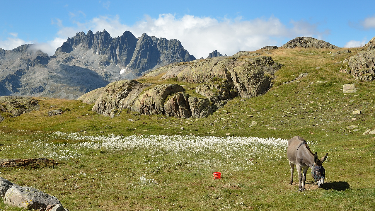 Etendard-120826-016.jpg - A cote du refuge : l'ane d'une famille belge et au fond les Aiguilles d'Argentieres