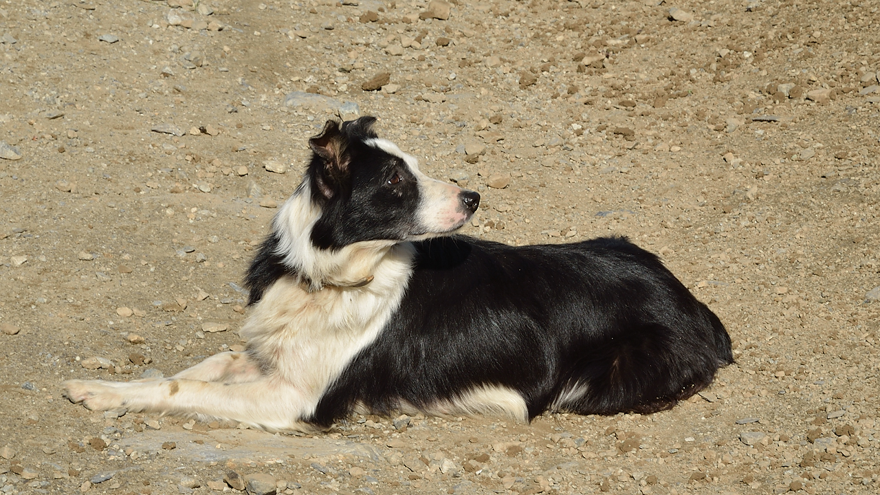 SChristopheToura-120902-014.jpg - Rencontre avec le berger --- un de ses deux chiens
