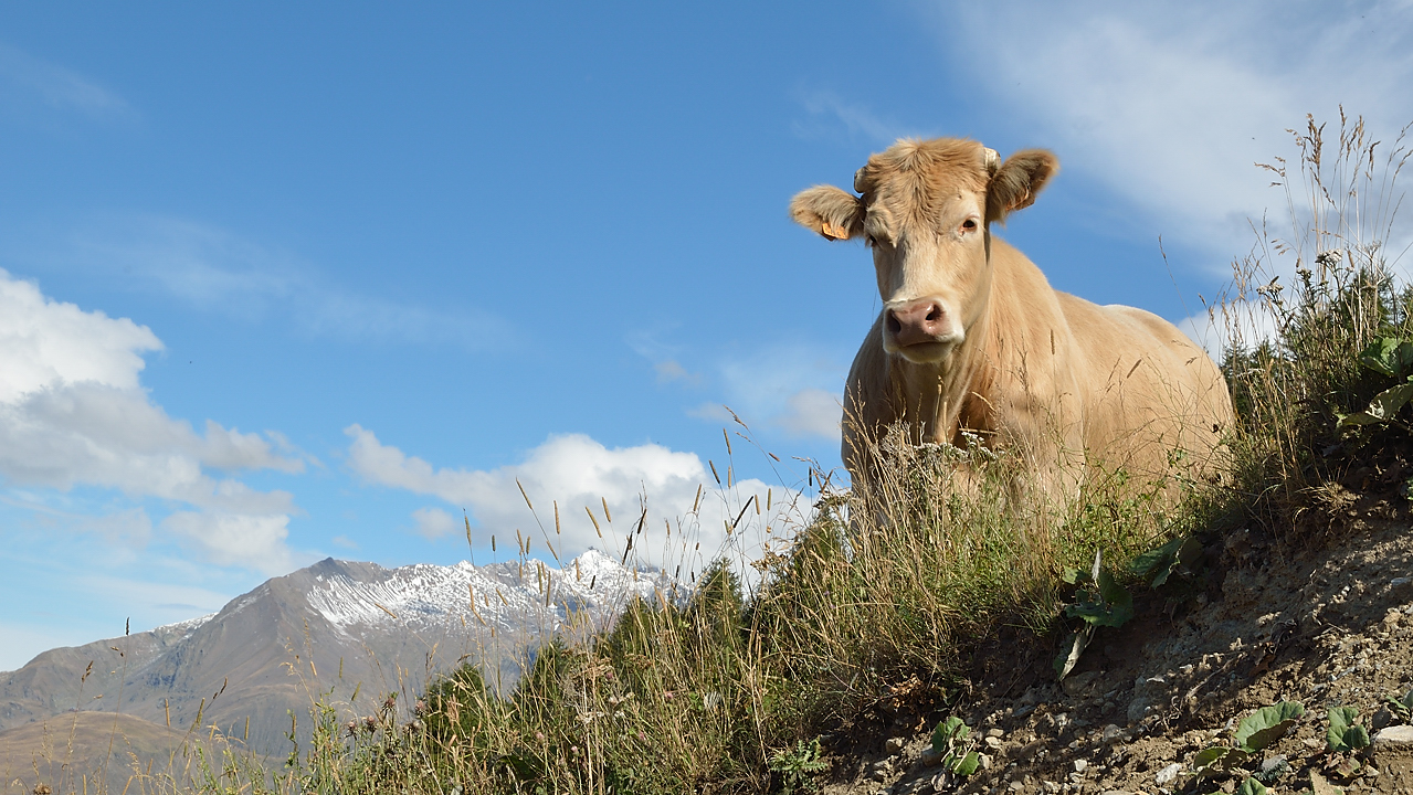 SChristopheToura-120902-016.jpg - Rencontre avec le berger --- une de ses vache, curieuse celle-la