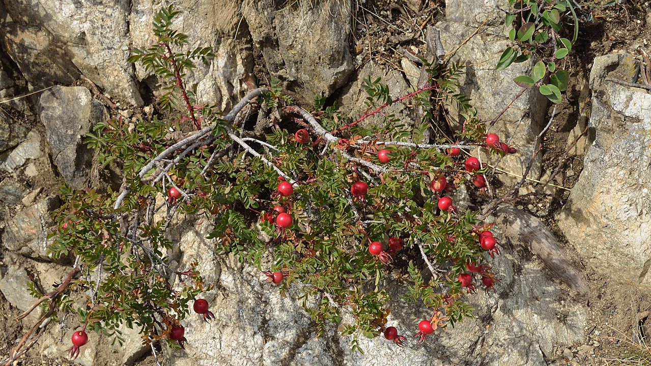 SChristopheToura-120902-030.jpg - un tout petit rosier