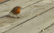 VisiteAmelia-2012-11-03-036