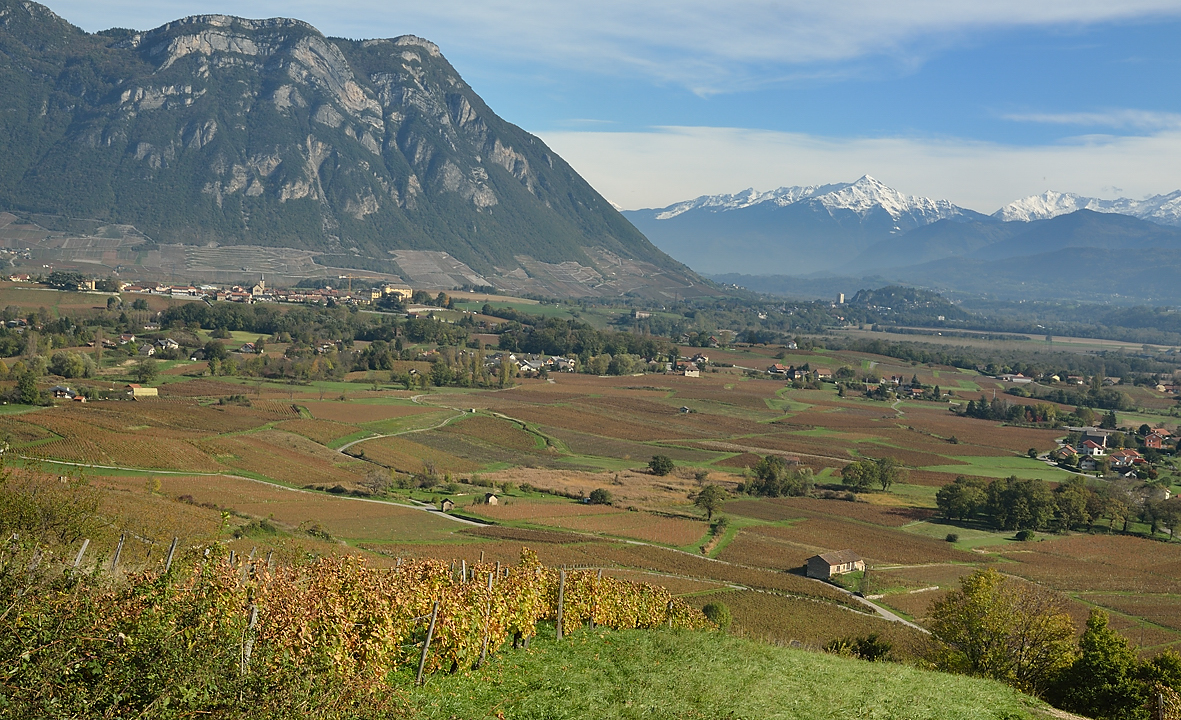 Vendanges-2012-11-01-001.jpg - La vigne