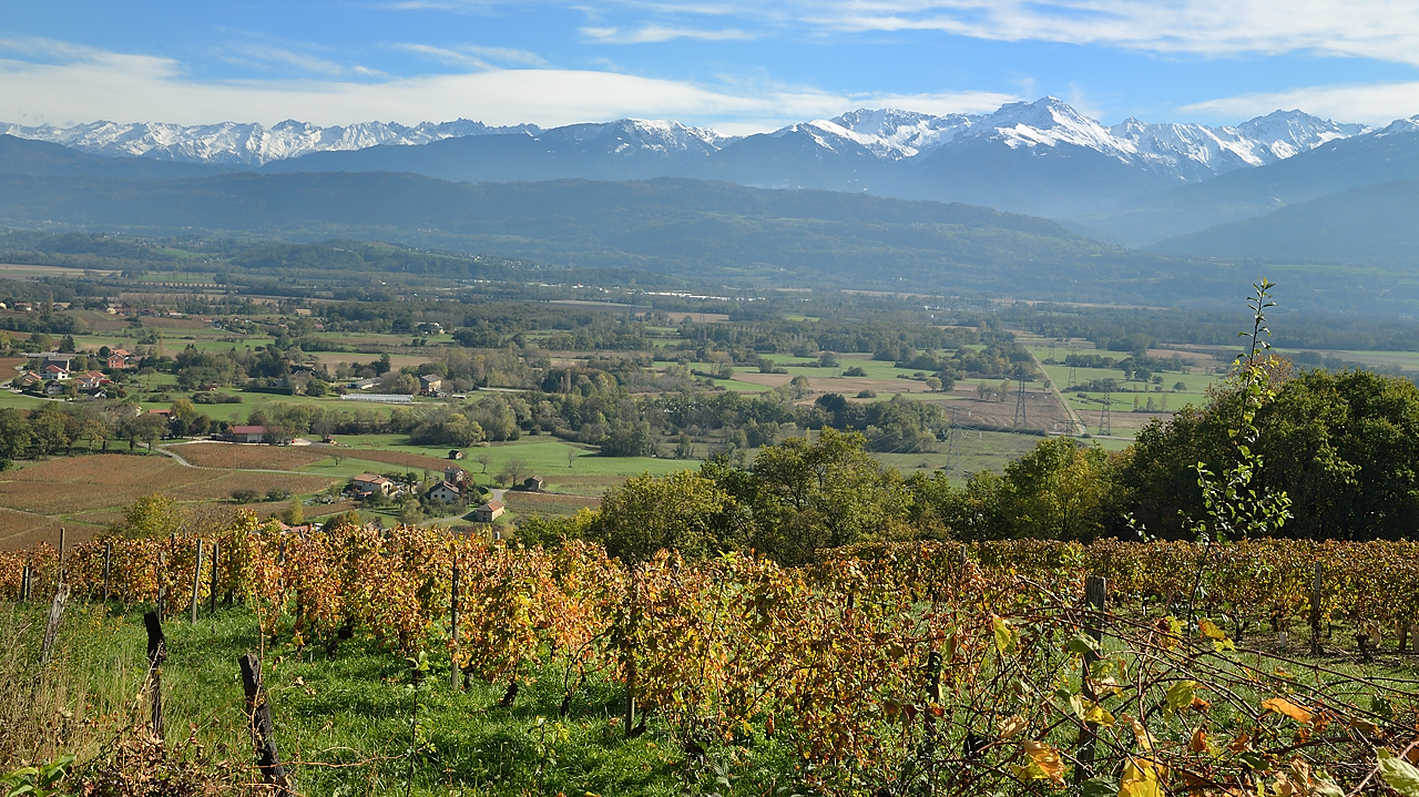 Vendanges-2012-11-01-002.jpg - La vigne
