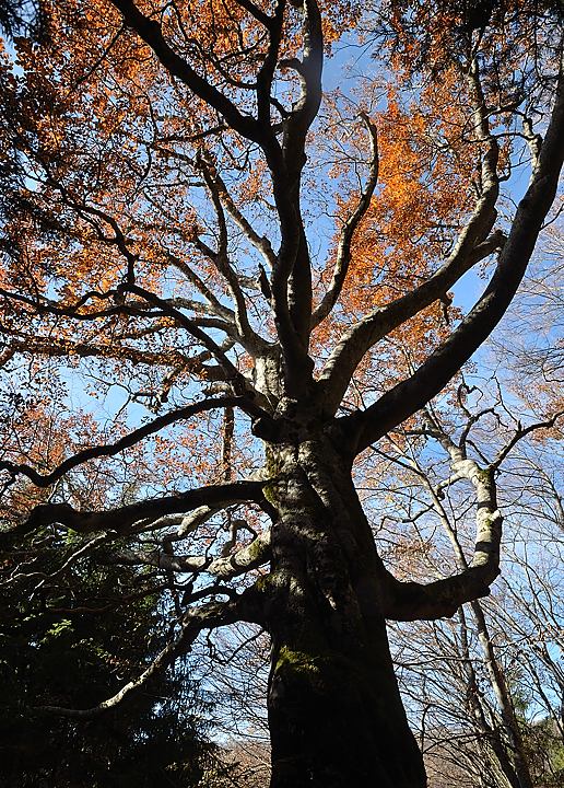 ArclusazBauges-2012-11-17-032.jpg - le grand fayard : un magnigfique hetre de 200 ans et 1,5m de diametre a la base