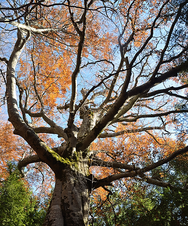 ArclusazBauges-2012-11-17-035.jpg - le grand fayard : un magnigfique hetre de 200 ans et 1,5m de diametre a la base