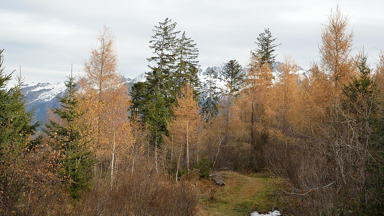 Rognier-121124-016.jpg - presque de retour a la voiture encore quelques couleurs automnales