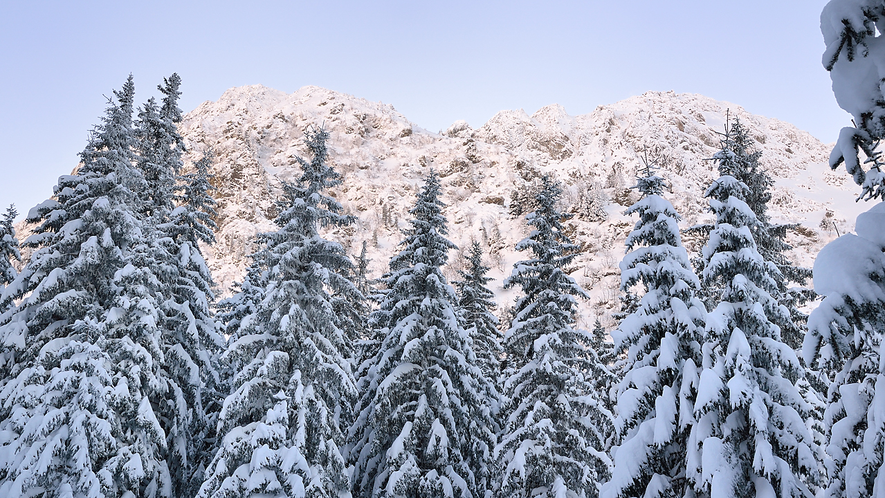 CocheAigleton-121209-012.jpg - que de beaux sapins