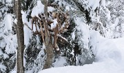 Chapotet+n-a-rus-2013-01-12-017