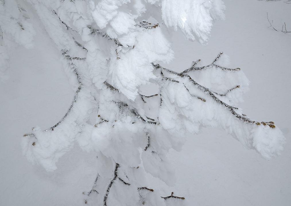Gazonne-130125-010.jpg