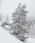 Gazonne-130125-005